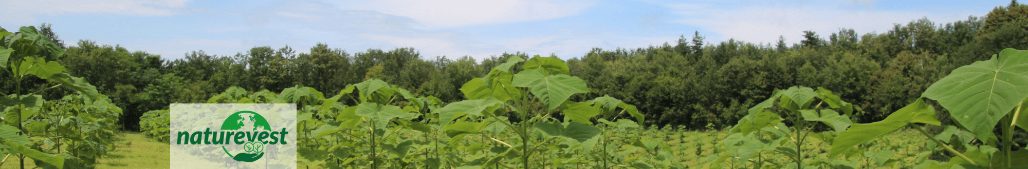 NATUREVEST - Grüne Zukunft: Unser Projekt »Paulownia Bäume«-