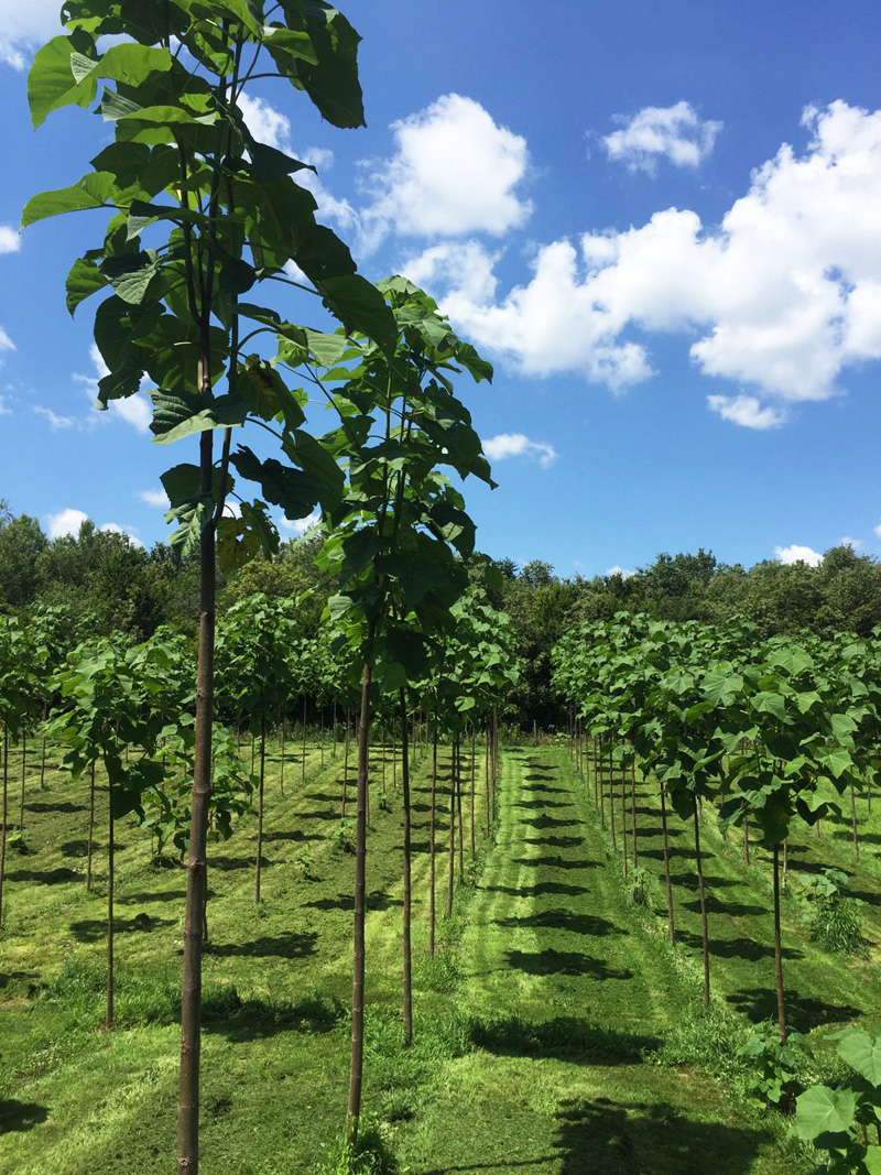 Naturevest Grune Zukunft Gld Invest Group