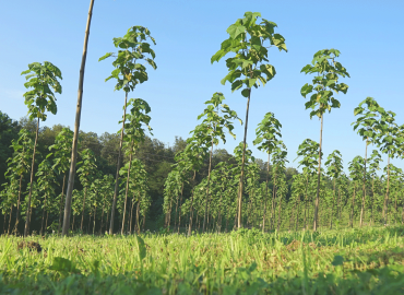 Unser ökologisches Projekt: Paulownia-Bäume