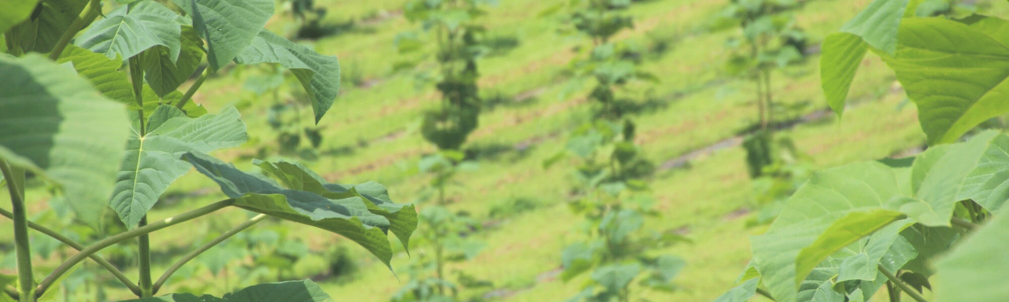 naturevest - Green Future »Paulownia Trees«